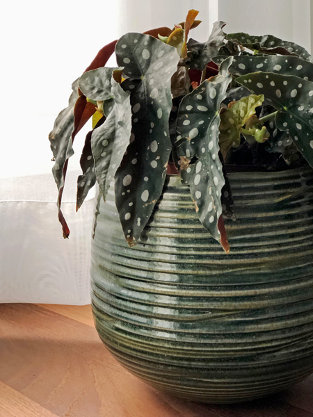raumwunder | Home Office - Gestaltung mit Pflanzen und Pflanzgefässen